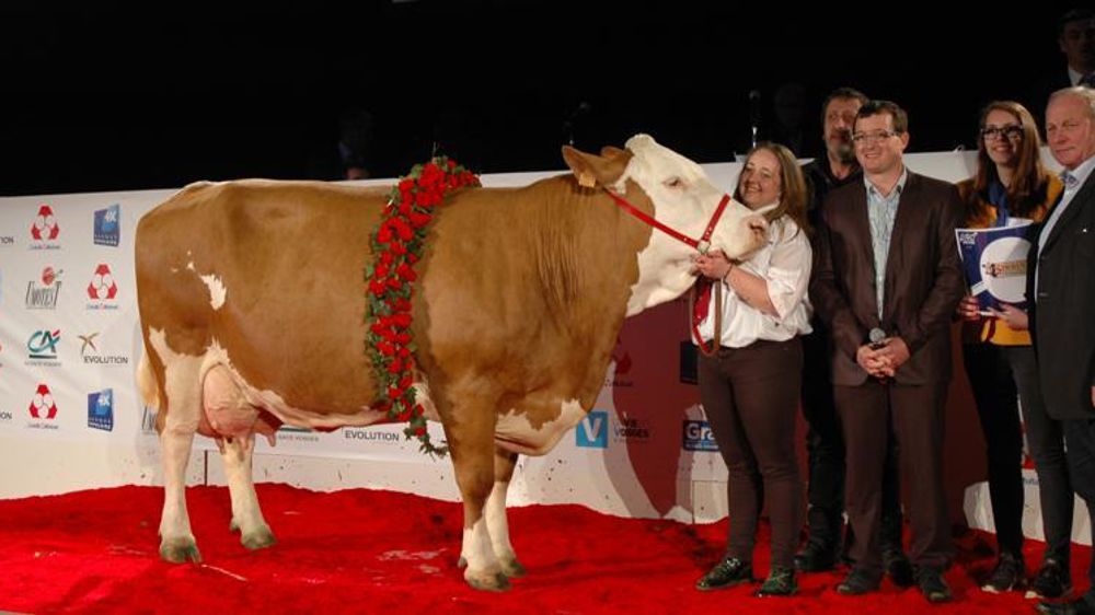 Fleur, championne adulte de la race simmental, Eurogénétique 2017. © Catherine Regnard